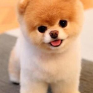 Meet your Posher, Lillian